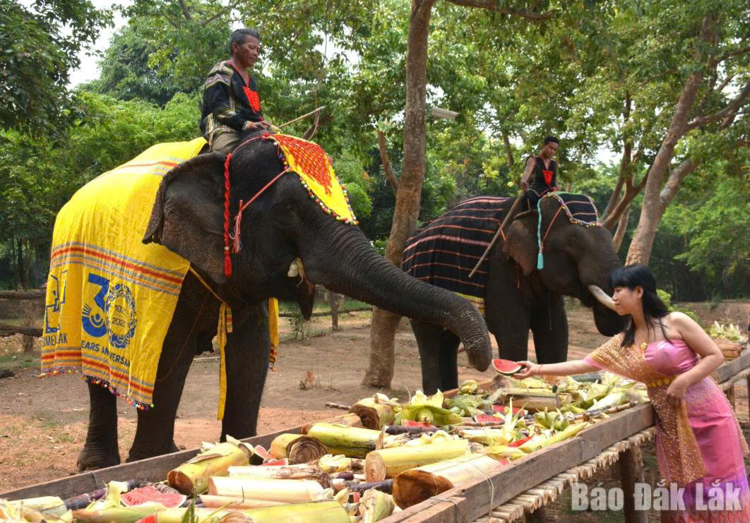 Du khách trải nghiệm cho voi ăn tại Khu du lịch cầu treo Buôn Đôn.