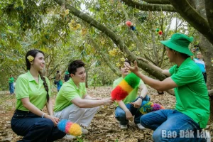 Hoạt động trải nghiệm quy trình “Thụ phấn hoa sầu riêng” tại xã Krông Pắc trong khuôn khổ hoạt động truyền thông Lễ hội Sầu riêng Đắk Lắk năm 2026.