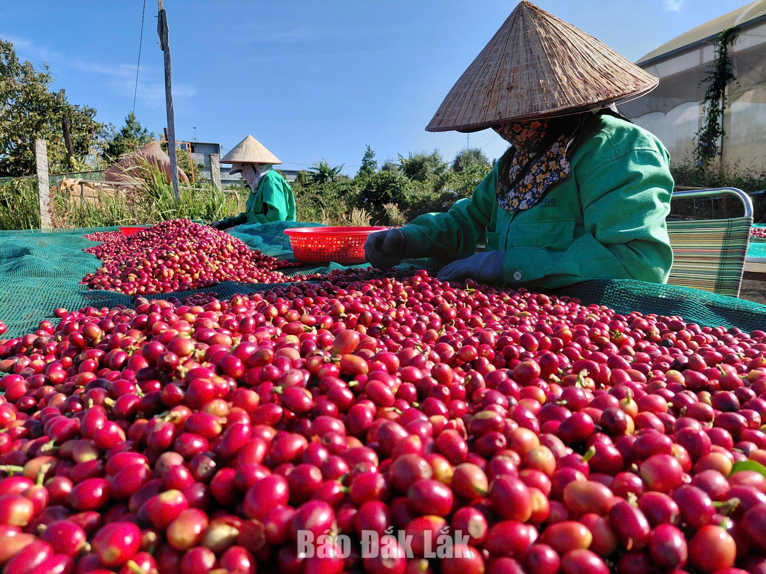 Trong giai đoạn mới, các ngành hàng chủ lực như: cà phê, hồ tiêu, sầu riêng, cao su... sẽ được tổ chức lại theo hướng tăng hàm lượng chế biến và giá trị xuất khẩu.